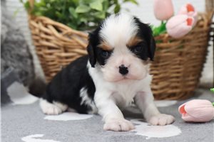 Pongo - Cavalier King Charles Spaniel for sale