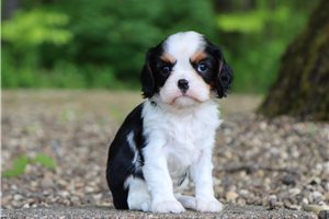 Pongo - Cavalier King Charles Spaniel for sale