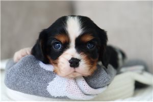 Franklin - puppy for sale