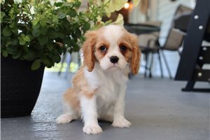 Picasso - Cavalier King Charles Spaniel for sale
