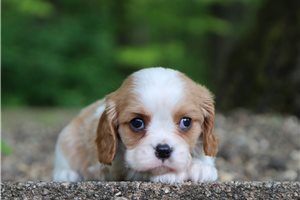 Picasso - Cavalier King Charles Spaniel for sale
