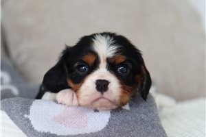 Fonzie - puppy for sale