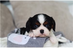 Farrah - puppy for sale