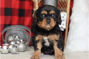 Carly - Cavalier King Charles Spaniel for sale