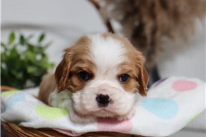 Penn - puppy for sale