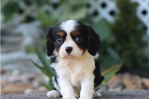 Foster - Cavalier King Charles Spaniel for sale