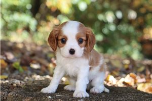 Sheldon - puppy for sale