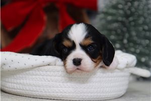 Freya - Cavalier King Charles Spaniel for sale