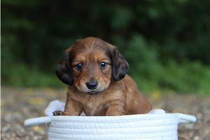 Crystal - puppy for sale