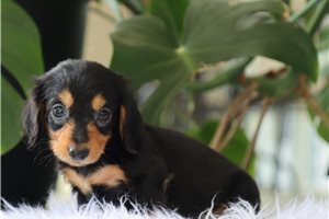 Layton - Dachshund, Mini for sale