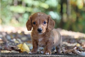 Piper - Mini Dachshund for sale