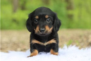 Lorraine - Mini Dachshund for sale