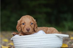 Brenda - puppy for sale