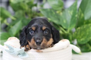 Nigel - puppy for sale
