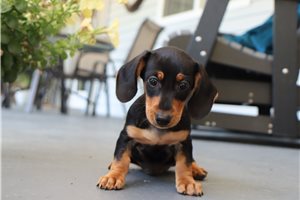 Meeko - Dachshund, Mini for sale