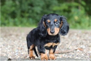 Kramer - puppy for sale