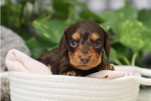 Lazarus - puppy for sale