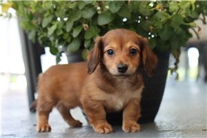Star - Dachshund, Mini for sale
