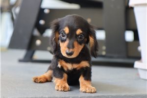 Layton - Dachshund, Mini for sale