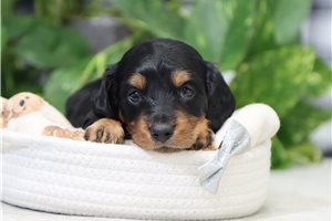 Kramer - Dachshund, Mini for sale