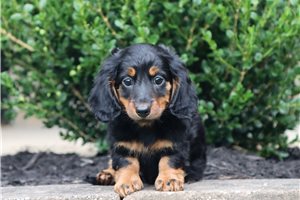 Edgar - Dachshund, Mini for sale