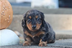 Rinaldo - Mini Dachshund for sale