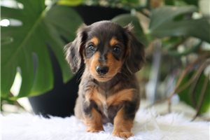 Liam - Dachshund, Mini for sale