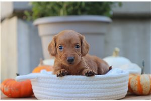 Pixie - Mini Dachshund for sale
