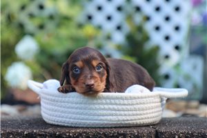 Anastasia - puppy for sale