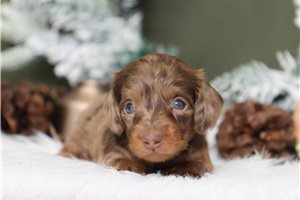 Celine - Dachshund, Mini for sale