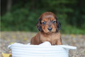Billy - puppy for sale