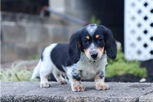Rhett - Dachshund, Mini for sale