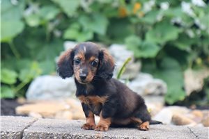 Hilda - Dachshund, Mini for sale