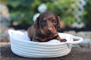 Angelica - puppy for sale
