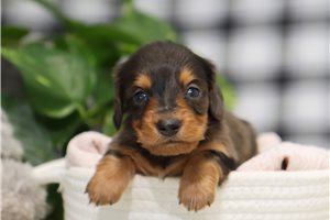 Liam - Dachshund, Mini for sale