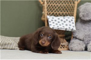 Iris - puppy for sale