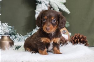 Calliope - Dachshund, Mini for sale