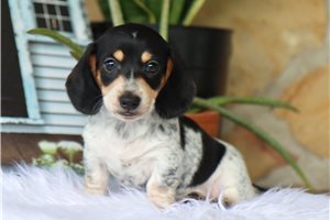 Suzy - Dachshund, Mini for sale