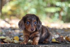 Prudie - Mini Dachshund for sale