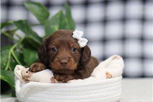 Nutmeg - puppy for sale