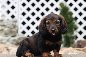 Orchid - Dachshund, Mini for sale