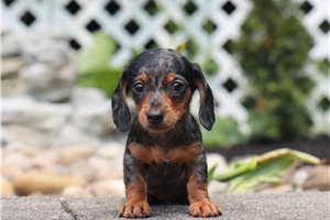 Edmund - Dachshund, Mini for sale