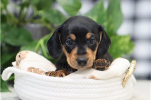 Meeko - Dachshund, Mini for sale