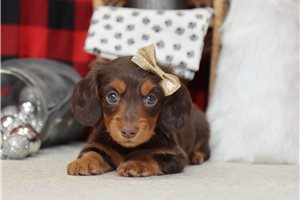 Emily - Dachshund, Mini for sale