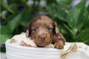 Odie - puppy for sale