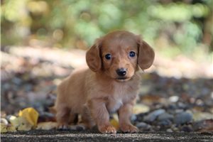 Priya - Mini Dachshund for sale