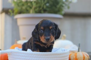 Polly - Mini Dachshund for sale