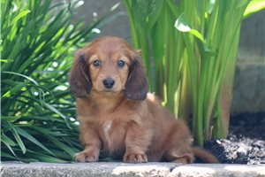 Dolly - puppy for sale