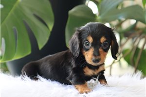 Layton - Mini Dachshund for sale