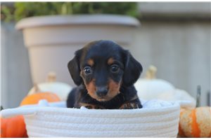 Puddin - Mini Dachshund for sale